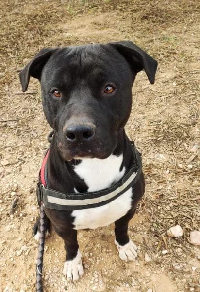 KOFFEE, male Pit Bull Terrier for adoption at SPAC – Societat Protectora d