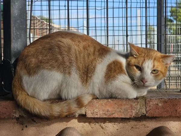 GULLIVER, male European Shorthair for adoption at SPAC – Societat Protectora d