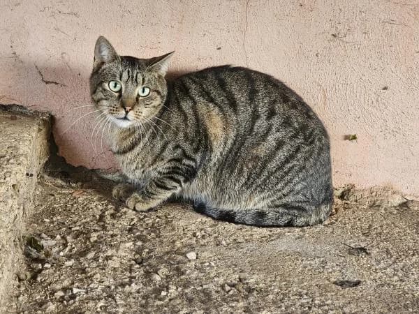 ELIOTT, male European Shorthair for adoption at SPAC – Societat Protectora d