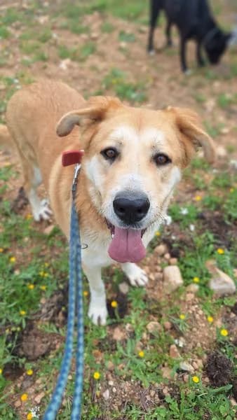 DUSTIN, male mixed breed for adoption at SPAC – Societat Protectora d