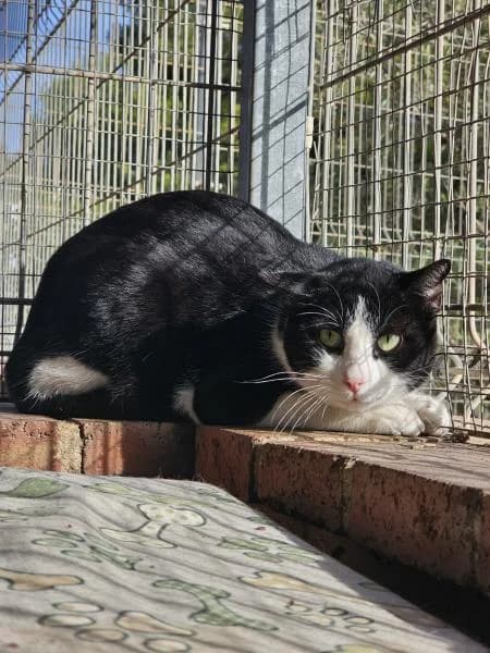 NEWTON, male European Shorthair for adoption at SPAC – Societat Protectora d