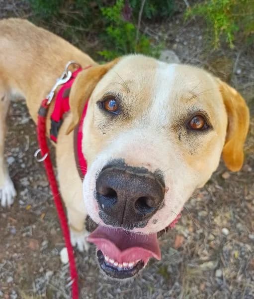 TOM, male Mixed Breed for adoption at SPAC – Societat Protectora d