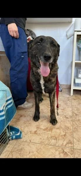 TELMA, Mixed Breed (SPAC – Societat Protectora d)