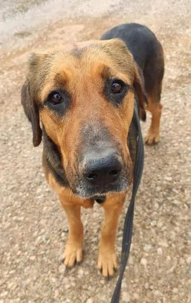 LOUISE, female German Shepherd for adoption at SPAC – Societat Protectora d