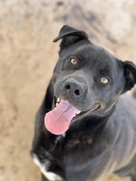 TRONOS, male Labrador Retriever for adoption at SPAC – Societat Protectora d