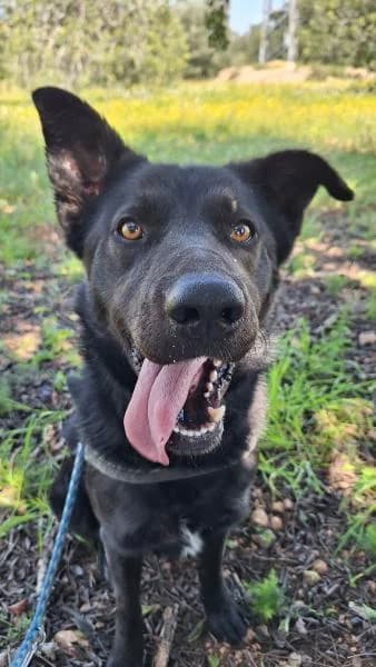 MAX, male Border Collie for adoption at SPAC – Societat Protectora d