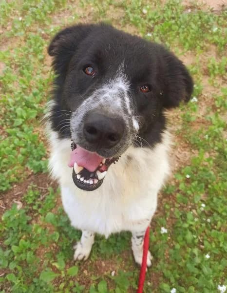 LUXOR (LUPO), male Mixed Breed for adoption at SPAC – Societat Protectora d
