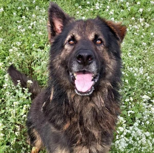 SANS�N (LOBO), male German Shepherd for adoption at SPAC – Societat Protectora d