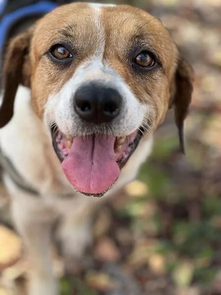 MIKO, Mixed Breed (SPAC – Societat Protectora d)