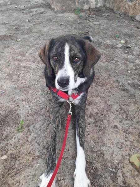 SOCKS, female Mixed Breed for adoption at SPAC – Societat Protectora d