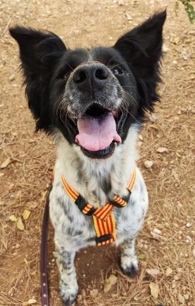 BERTA, female Border Collie for adoption at SPAC – Societat Protectora d