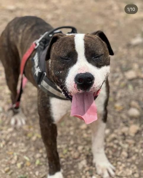FED, male American Staffordshire Terrier for adoption at SPAC – Societat Protectora d