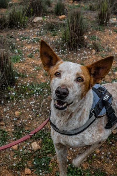 BALTO, male Podenco for adoption at SPAC – Societat Protectora d