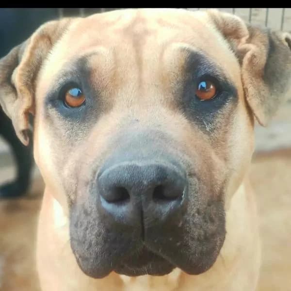 LOLA (COSTE 0), female Mixed Breed for adoption at SPAC – Societat Protectora d