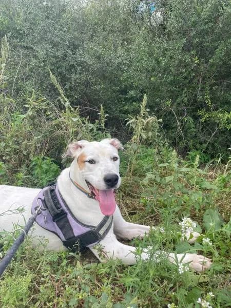 KIDA, Mixed Breed (SPAC – Societat Protectora d)