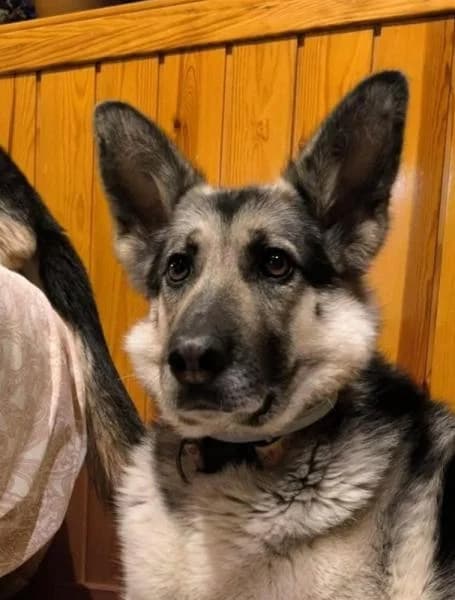 BRUNA, female German Shepherd for adoption at SPAC – Societat Protectora d