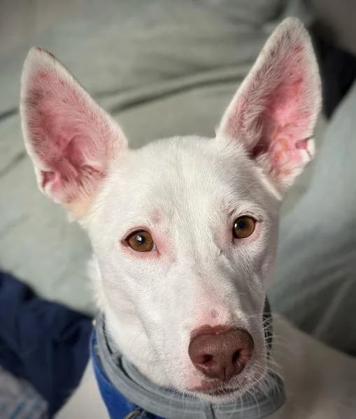 GAL�N, male Podenco for adoption at SPAC – Societat Protectora d