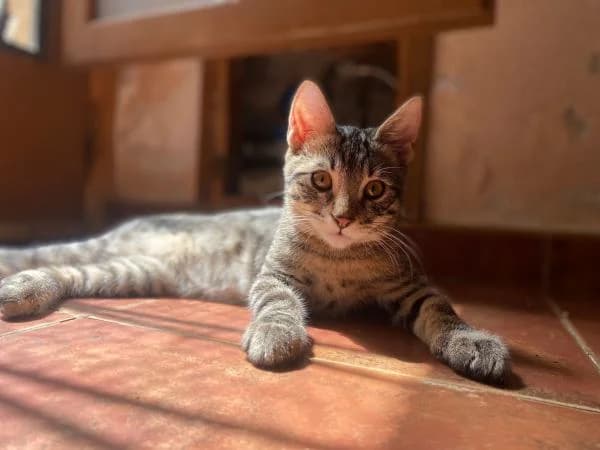 HOPPY, male European Shorthair for adoption at SPAC – Societat Protectora d