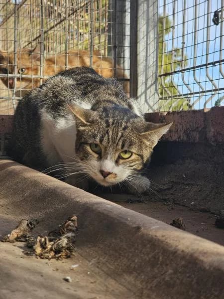 BAY, male European Shorthair for adoption at SPAC – Societat Protectora d