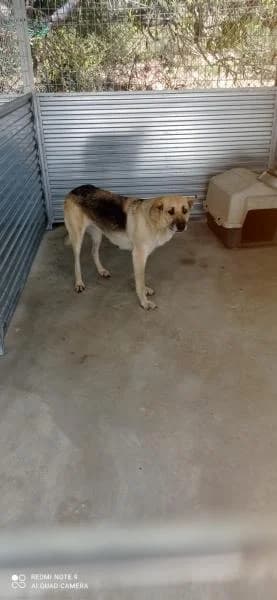 JUNCA, female German Shepherd for adoption at SPAC – Societat Protectora d