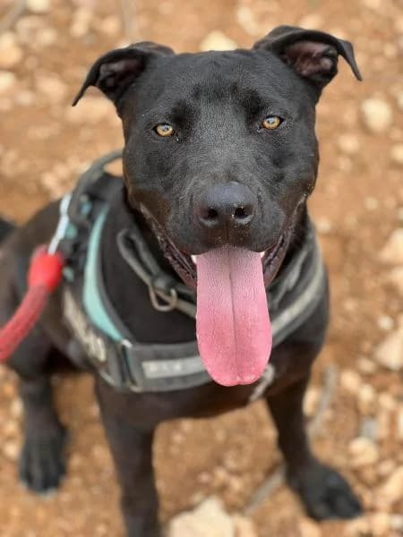 DORUS, male Labrador Retriever for adoption at SPAC – Societat Protectora d