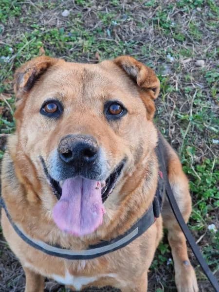 AKANE, female German Shepherd for adoption at SPAC – Societat Protectora d