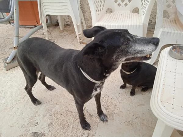 LUPITA, Mixed Breed (SPAC – Societat Protectora d)