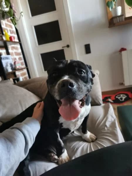 MISS, female Pit Bull Terrier for adoption at SPAC – Societat Protectora d