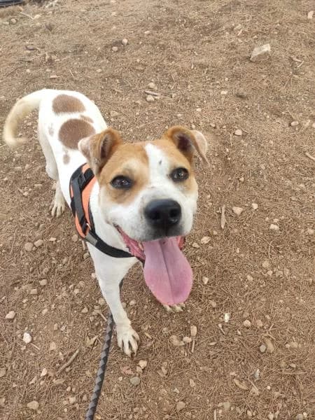 BOWIE, male Mixed Breed for adoption at SPAC – Societat Protectora d