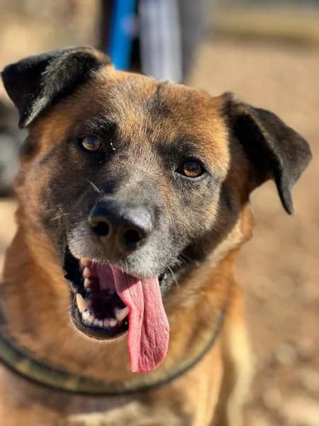 BRUTUS, male Mixed Breed for adoption at SPAC – Societat Protectora d