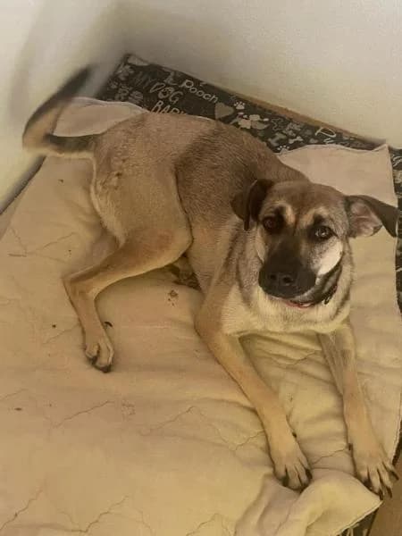 KITTY, female Mixed Breed for adoption at SPAC – Societat Protectora d
