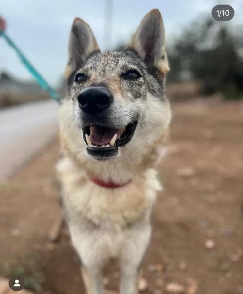 COCO CHANEL,  (SPAC – Societat Protectora d)