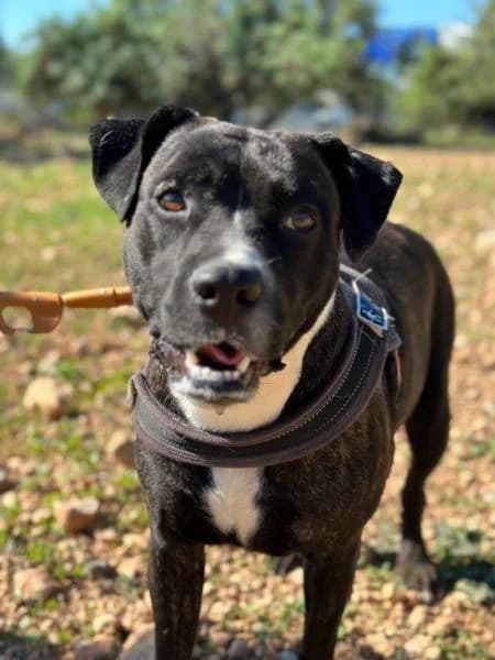 TRINA, Mixed Breed (SPAC – Societat Protectora d)