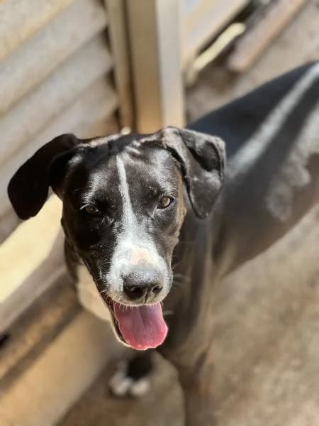 KENIA, Mixed Breed (SPAC – Societat Protectora d)