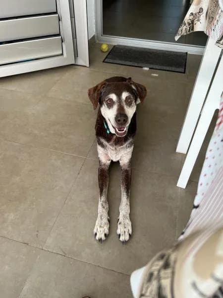 LUCKY, Mixed Breed (SPAC – Societat Protectora d)