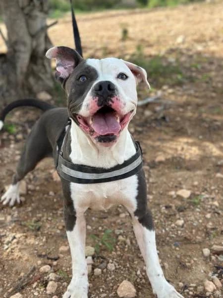NARCO, male American Staffordshire Terrier for adoption at SPAC – Societat Protectora d