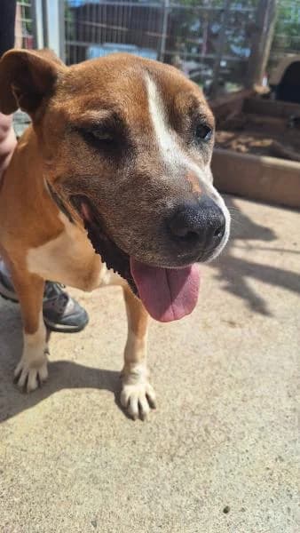 TETE, male Pit Bull Terrier for adoption at SPAC – Societat Protectora d