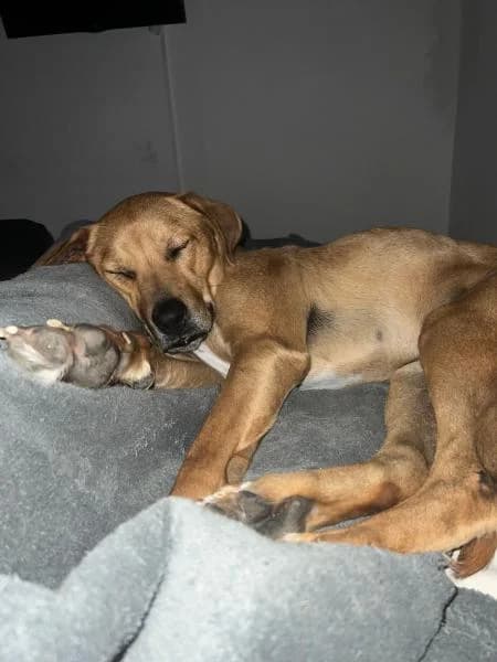 YUKI (JUNIOR), Mixed Breed (SPAC – Societat Protectora d)