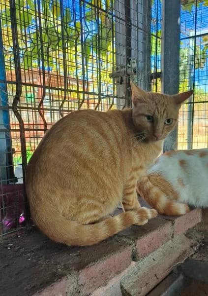 WILLY, male European Shorthair for adoption at SPAC – Societat Protectora d