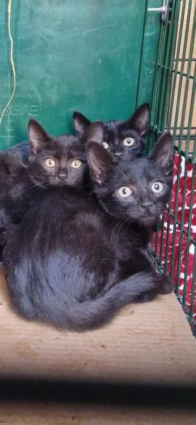 BELTZA, female European Shorthair for adoption at SPAC – Societat Protectora d