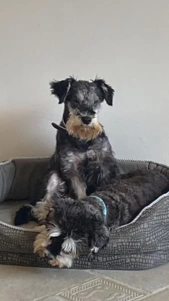 CANDY, female mixed breed for adoption at SPAC – Societat Protectora d