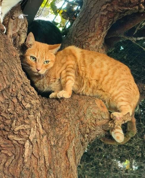 MONTSE, female European Shorthair for adoption at SPAC – Societat Protectora d