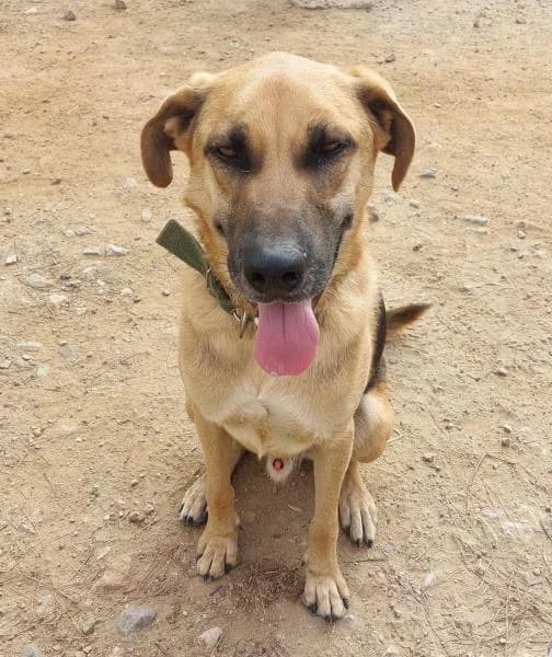 YULO, male German Shepherd for adoption at SPAC – Societat Protectora d