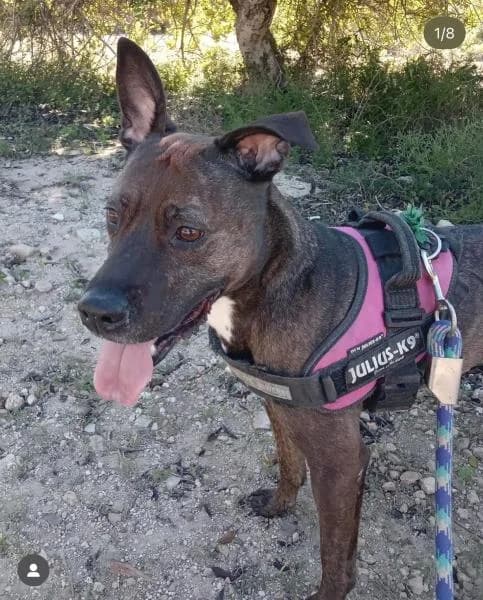 KIARA, female Pit Bull Terrier for adoption at SPAC – Societat Protectora d