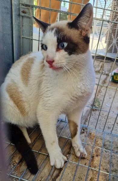 PEARL, female European Shorthair for adoption at SPAC – Societat Protectora d