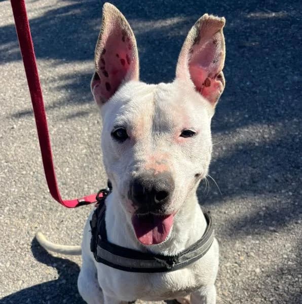 MIA, female Pit Bull Terrier for adoption at SPAC – Societat Protectora d