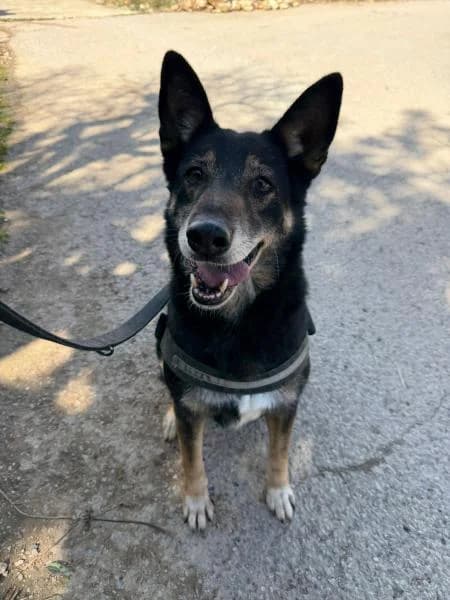 BIMBA (LOBA), female Mixed Breed for adoption at SPAC – Societat Protectora d