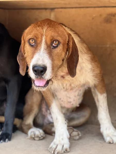 FLIP,  (SPAC – Societat Protectora d)