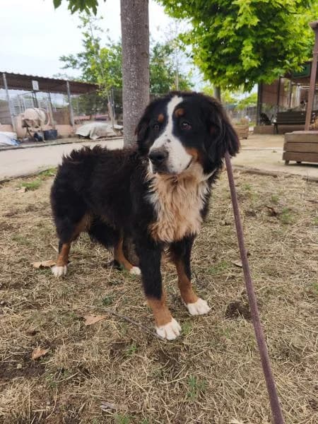 RUBY, female Bernese Mountain Dog for adoption at SPAC – Societat Protectora d