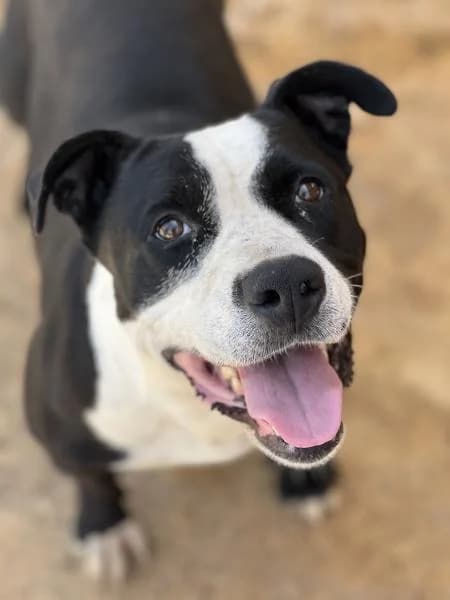 SIKA, female American Staffordshire Terrier for adoption at SPAC – Societat Protectora d